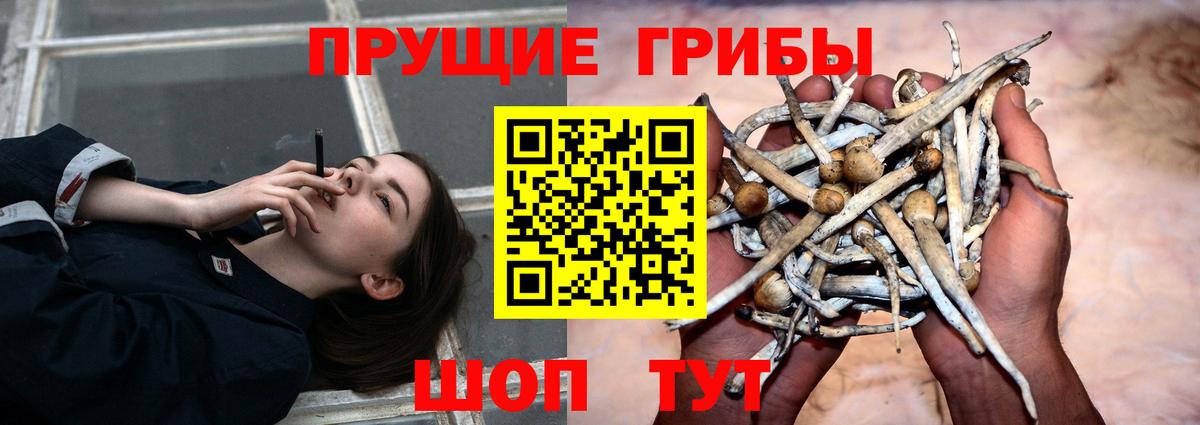 Псилоцибиновые грибы GOLDEN TEACHER  Вход с VPN  Находка  Псилоцибиновые грибы мухоморы 